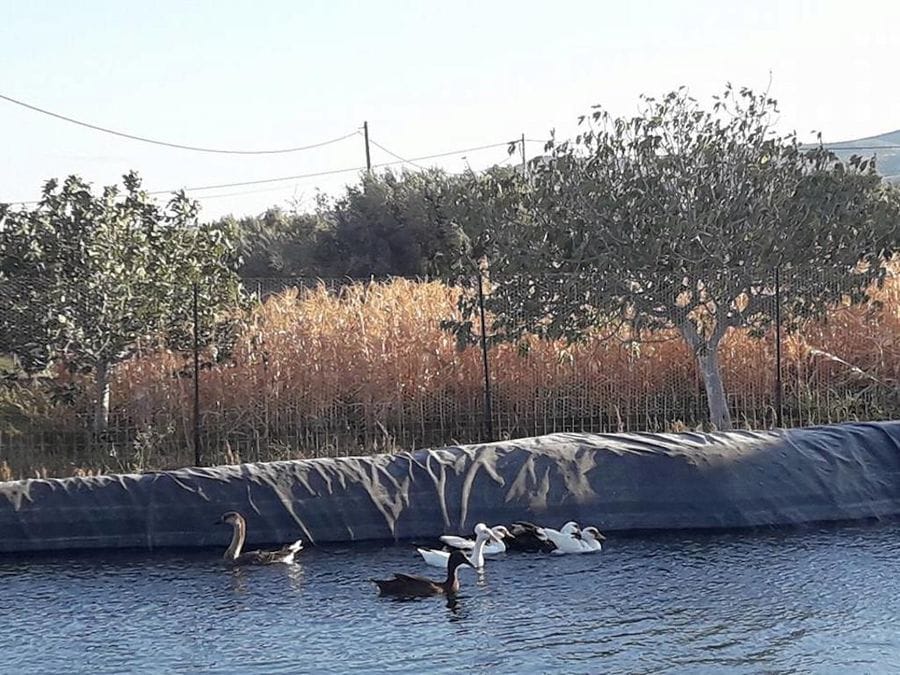 ducks on the pond with trees and dry grass in the background at Perivolaki farm